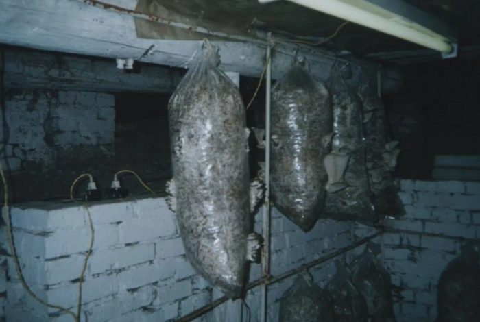 Стриди гъби в мазето Мазе за отглеждане на кладници