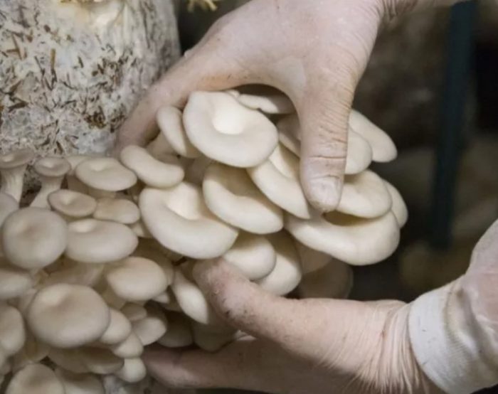 Как да събираме кладници у дома Събиране на кладници