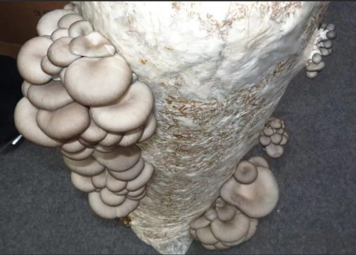 Отглеждане върху торбички Стриди гъби в торбички