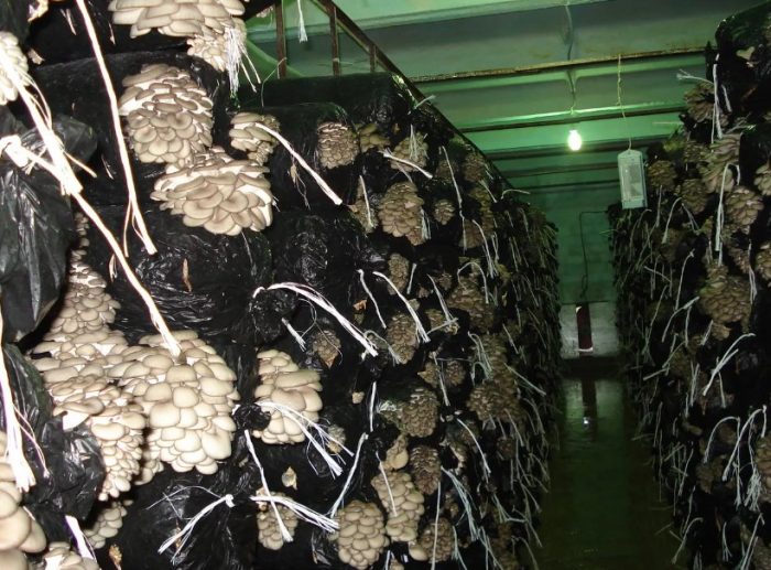 Стриди гъби на закрито Отглеждане на кладници на закрито