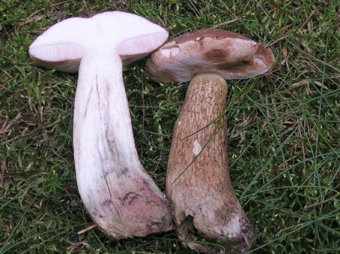 Горчивка на порязано място