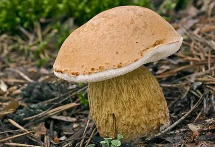 Горчива гъба