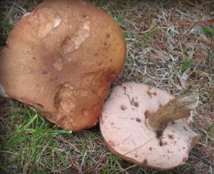 Две горчивки