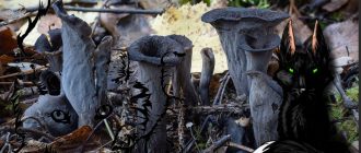 Черни пачи крак