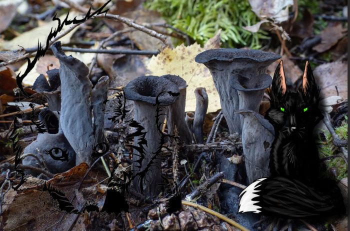 Черни пачи крак