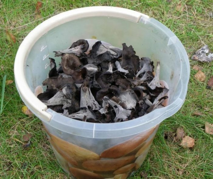 Черни пачи крак в кофа