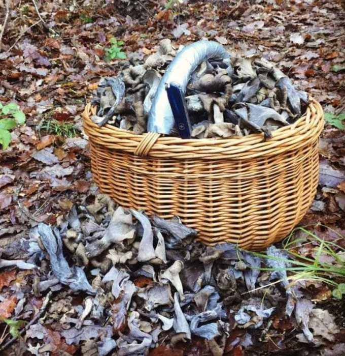 Черни пачи крак в кошница