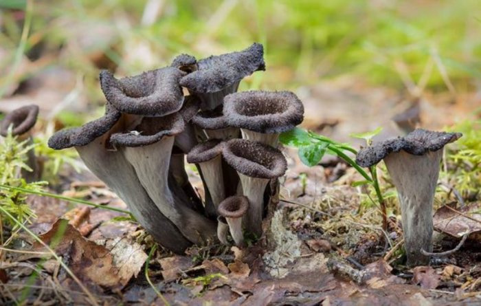 Черни пачи крак в гората