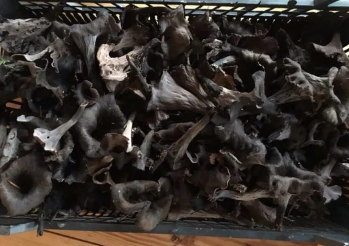 Сушене на черни пачи крак