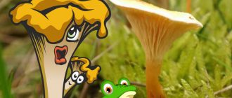 Пачи крак и фалшив пачи крак