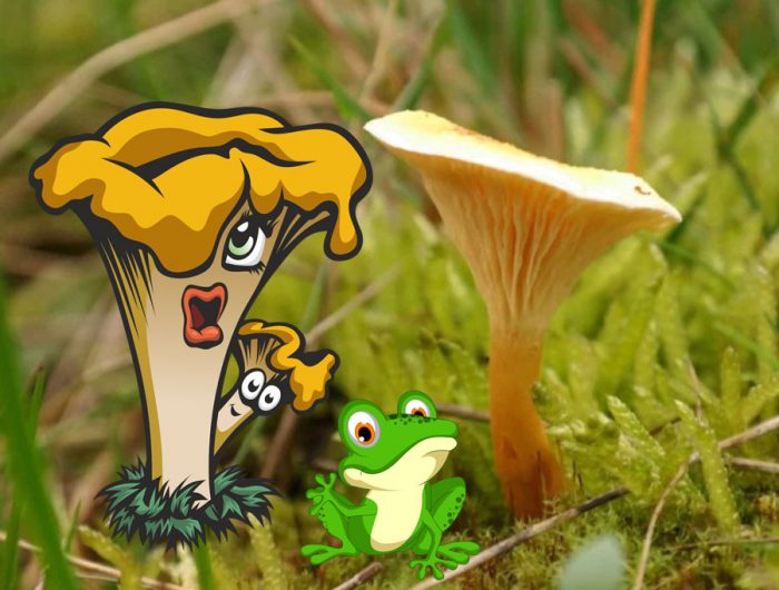 Пачи крак и фалшив пачи крак