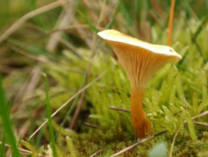 Фалшива червена лисица