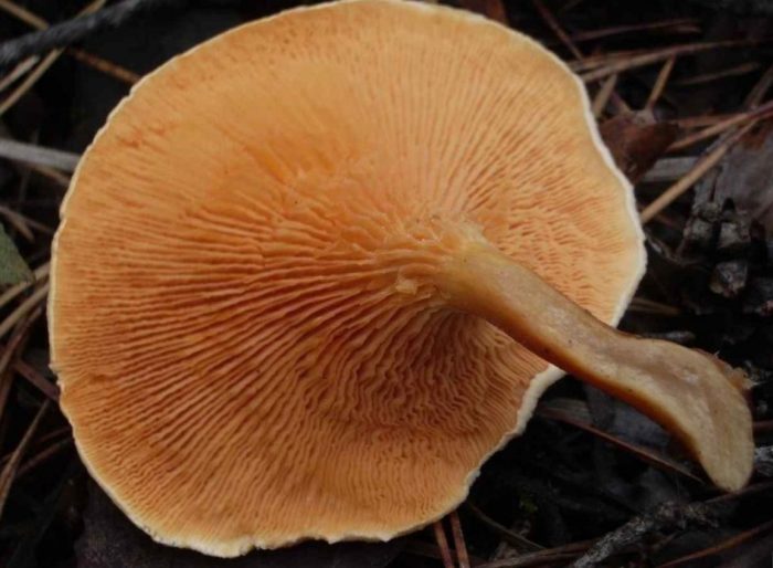 Стъбло на фалшив пачи крак