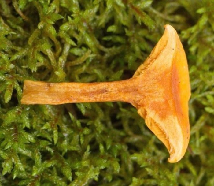 Пулпа от фалшив пачи крак