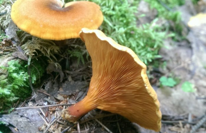 Плочи с фалшивата червена пачи крак