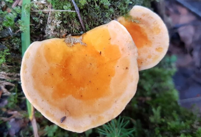 Фалшива шапка от пачи крак