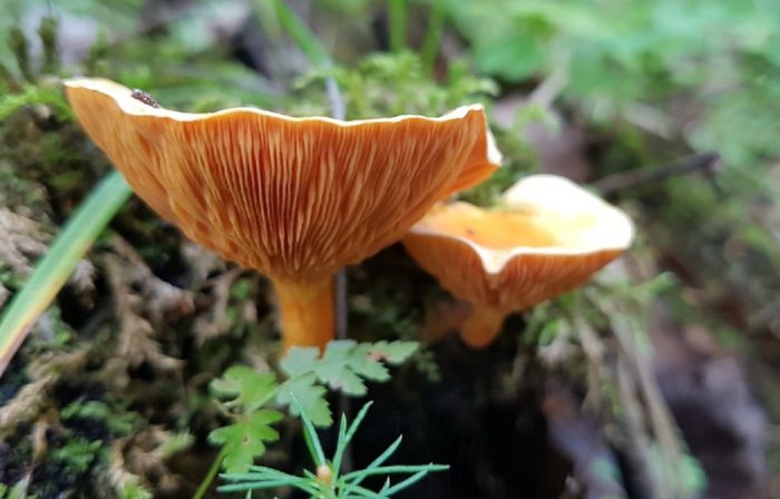 Фалшива червена лисица