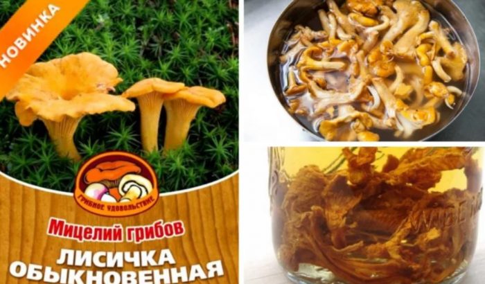 Мицел от пачи крак
