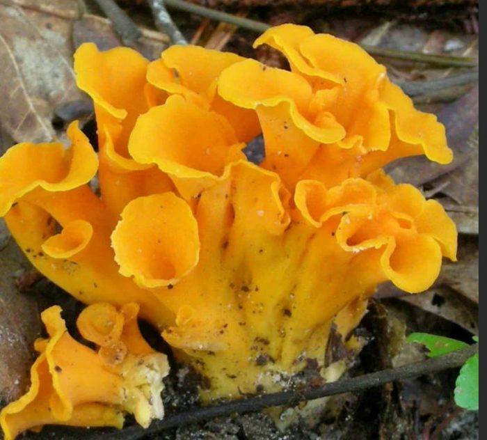 Ароматен пачи крак