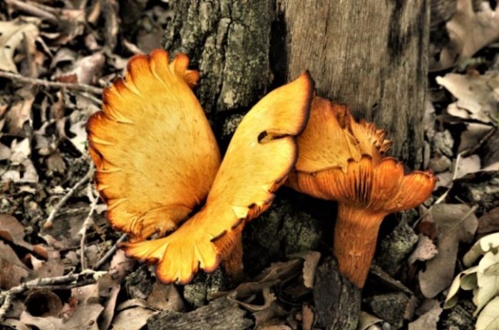 Гъби близо до дърво