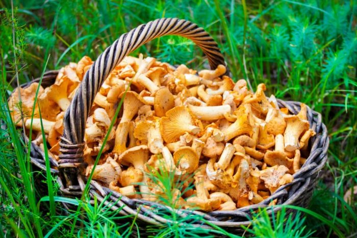 Пачи крак в кошница