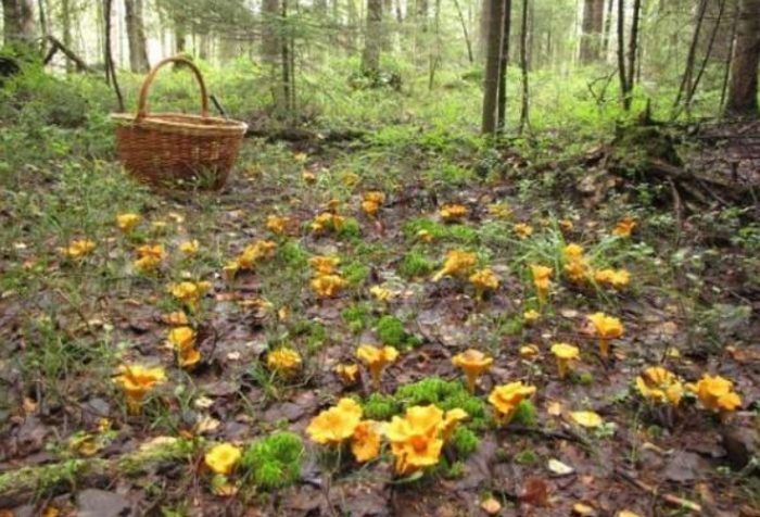 Растеж на пачи крак