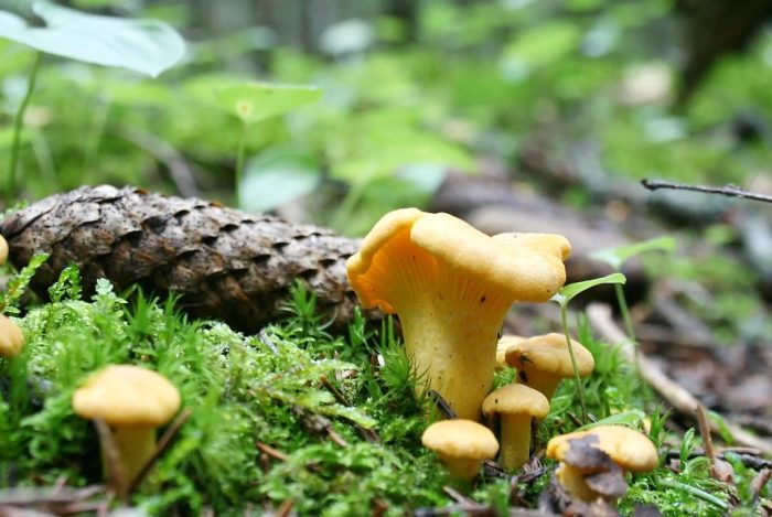 Малки лисици