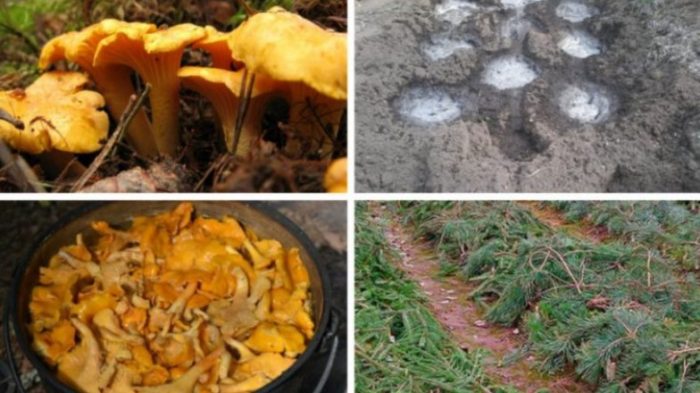 Инфузия от спори на пачи крак