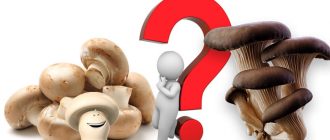 Кое е по-добро: печурки или кладници?