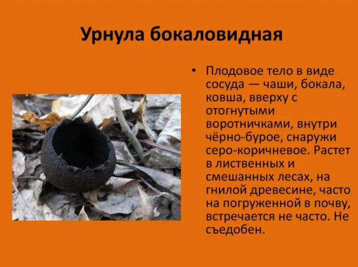 Описание на Urnula gobletata