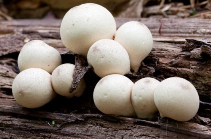 Гъби пуфбол