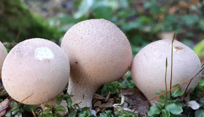 Гъби пуфбол