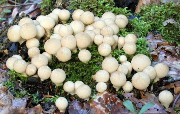 Гъба пуфка в гората