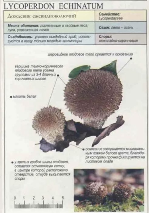 Пъхнато топче