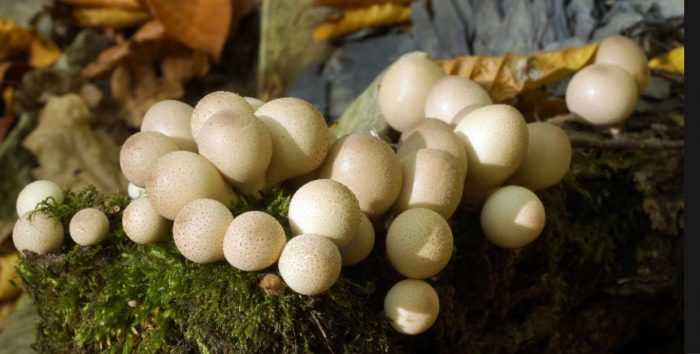 Крушовидни топки