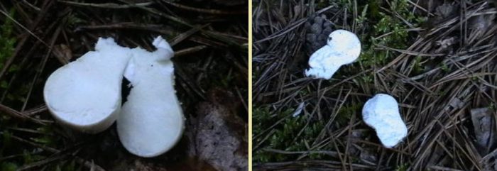 Дъждобрани в секцията