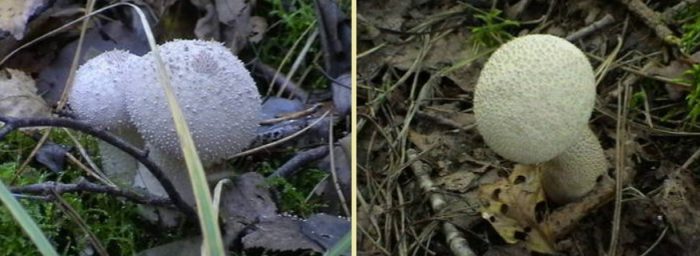 Гъби-пъхтелки в гората