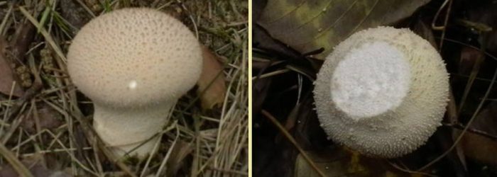 Сиви пухкави топчета с бяла плът