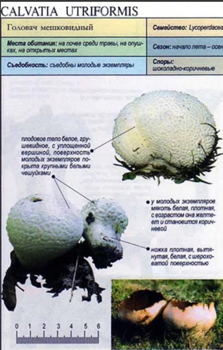 Описание на торбестата Головач