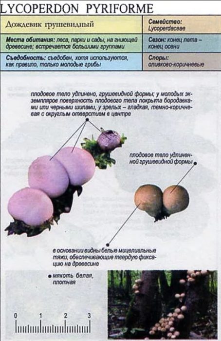 Крушовидна топка