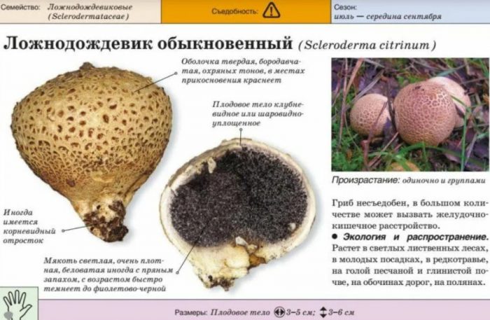 Обикновена фалшива пуфка