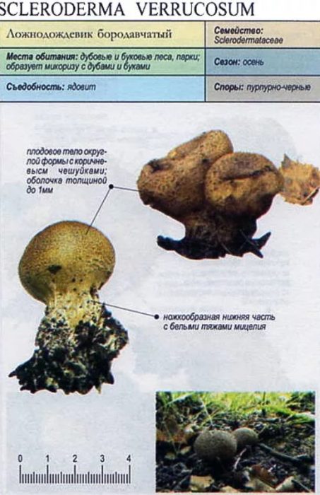 Описание на брадавичастата фалшива пухкава топка