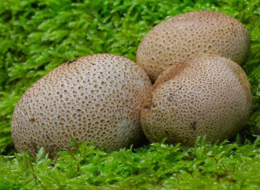 Петниста фалшива пуфка