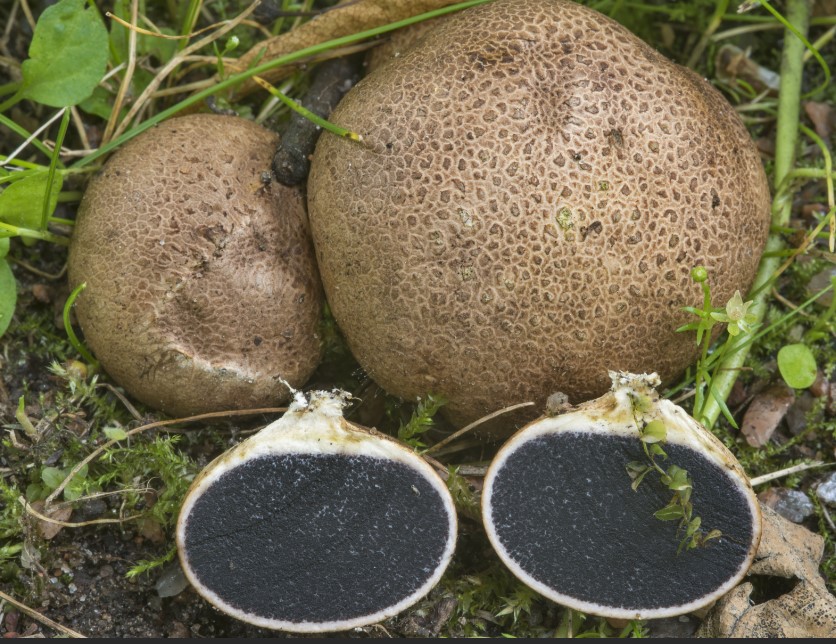 Забелязани фалшиви пухкави топки в разрез