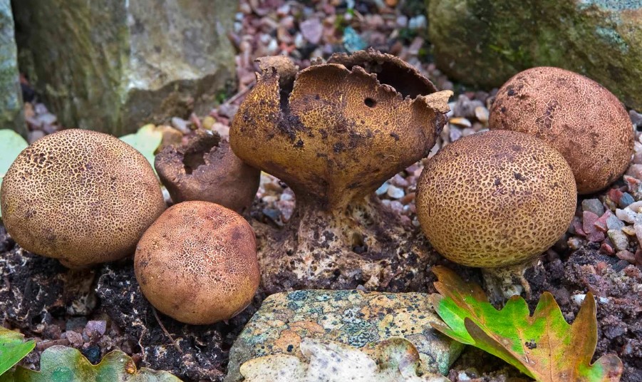 Стари фалшиви топки