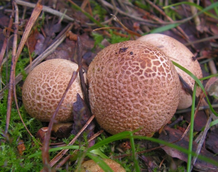 Петнисти фалшиви пухкави топки