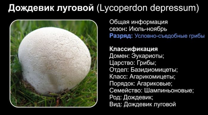 Описание на ливадната пухкава топка