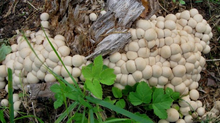 Дъждобраните са истински