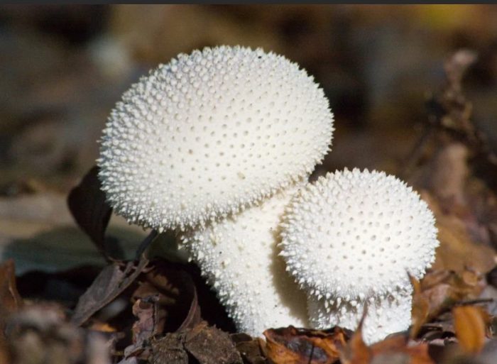 Две перлени топчета