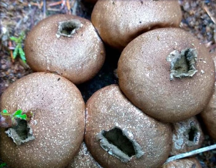 Стари дъждобрани